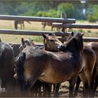 Exmoor Ponys