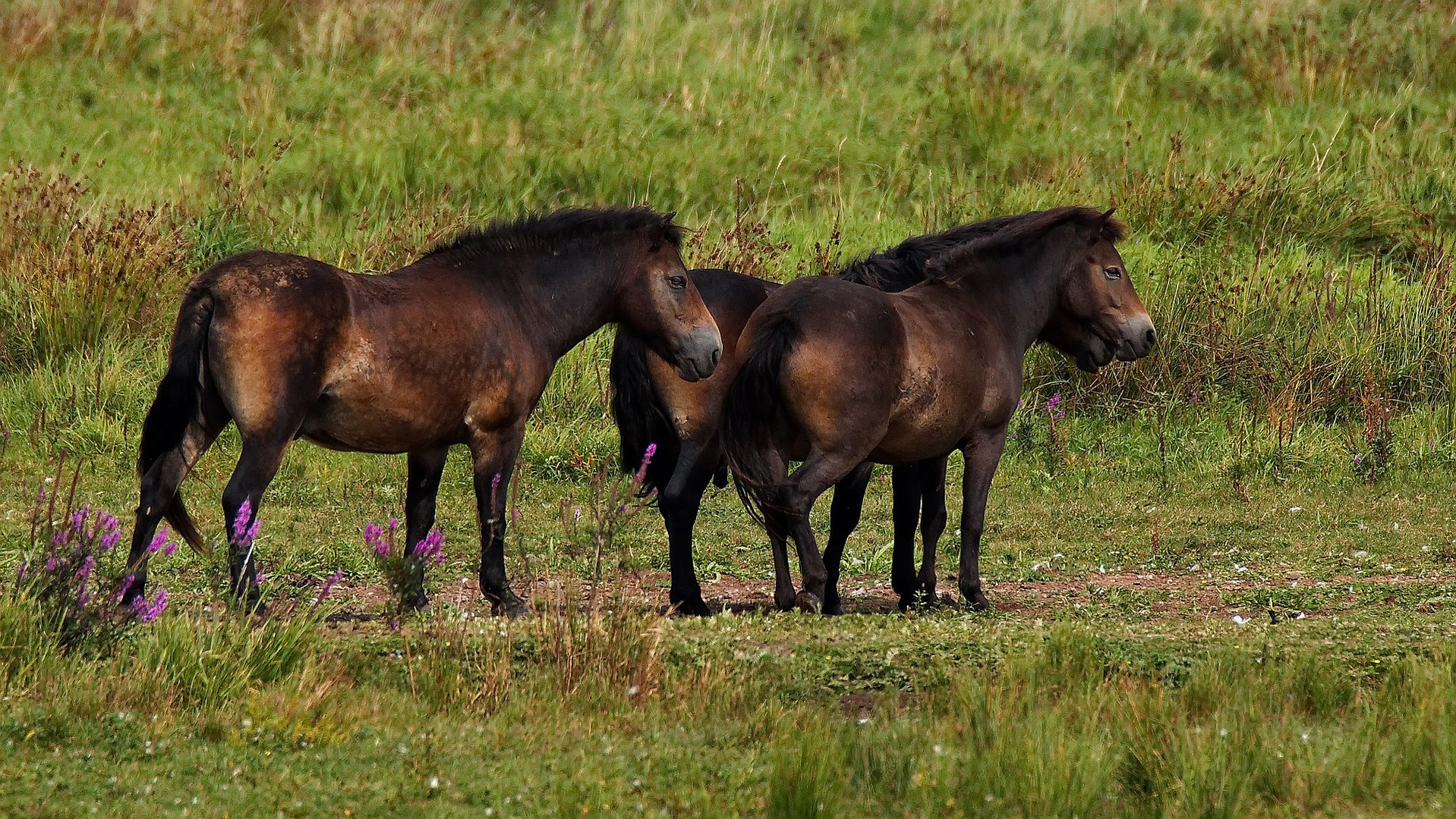 Exmoor-Ponys