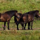 Exmoor-Ponys