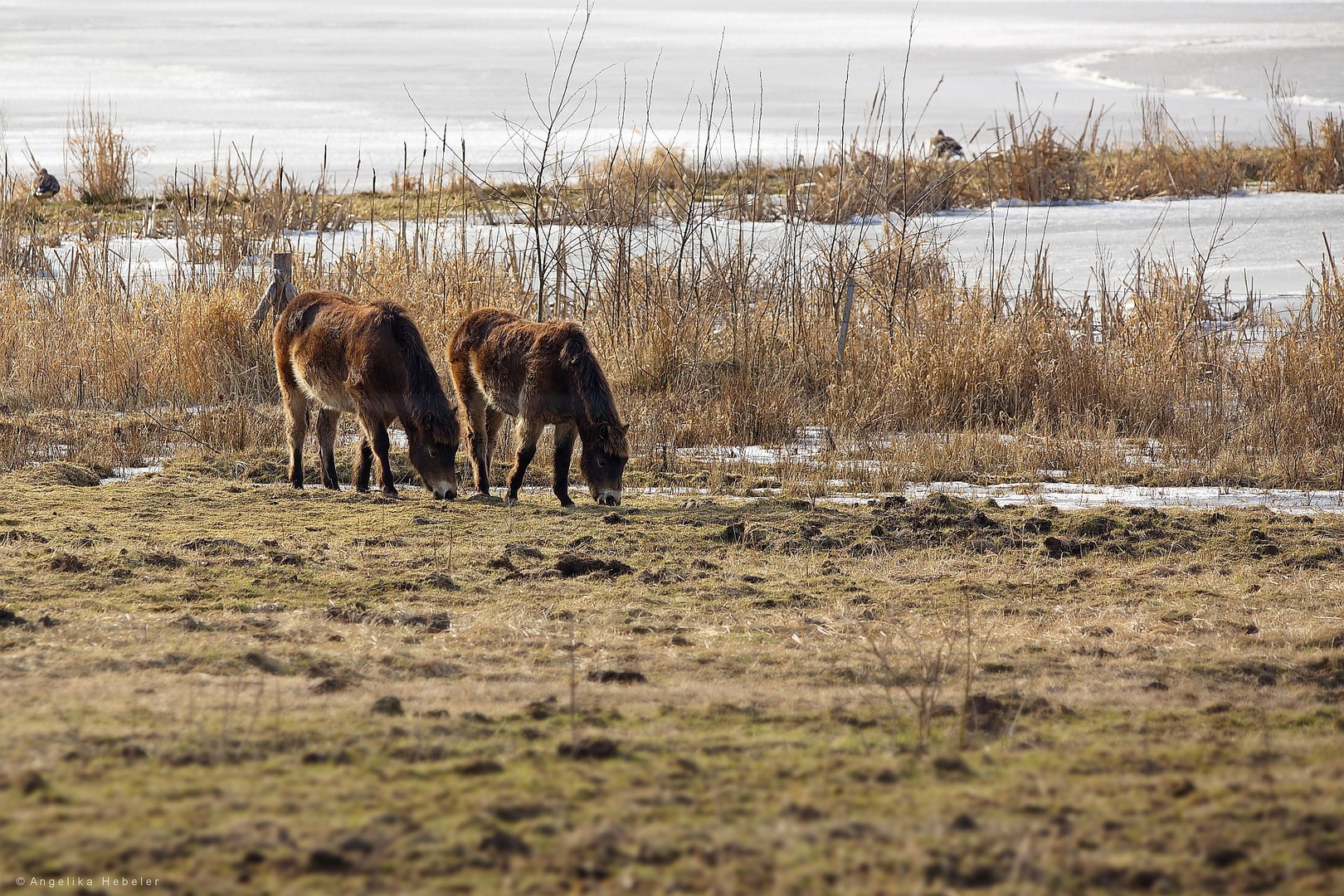 Exmoor-Ponys im Gegenlicht