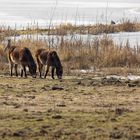 Exmoor-Ponys im Gegenlicht