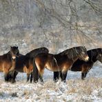 Exmoor Ponys in der Nordoer Heide