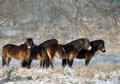 Exmoor Ponys in der Nordoer Heide