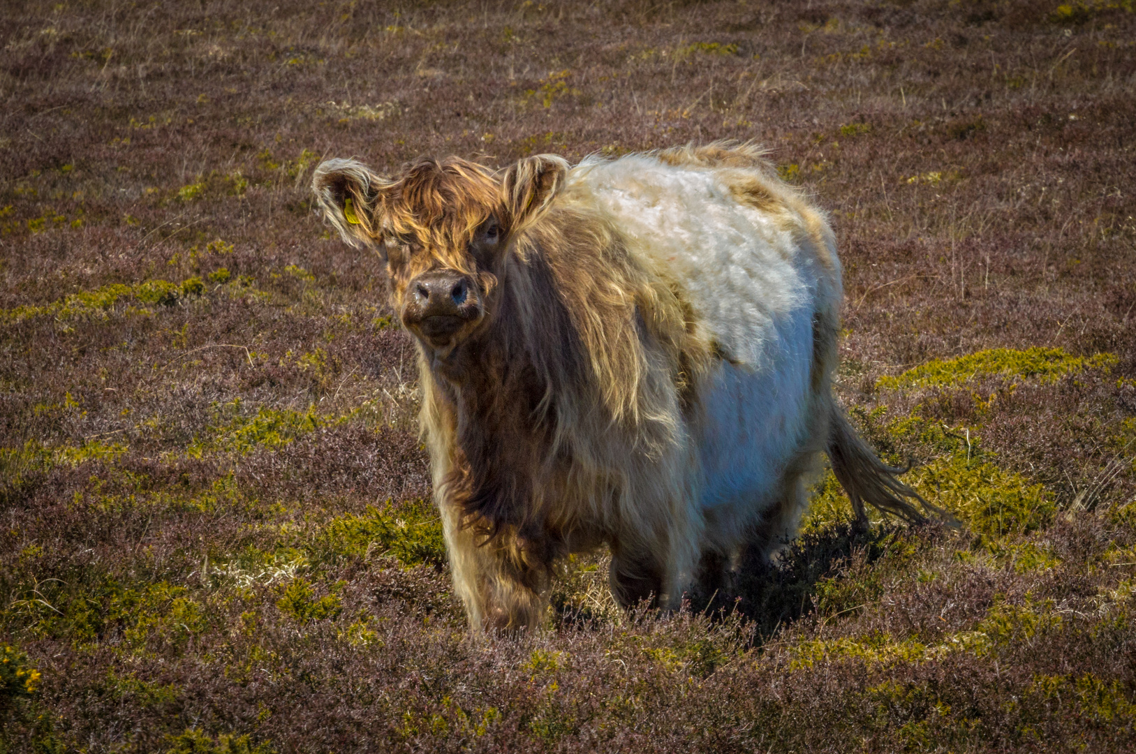 Exmoor- Rind