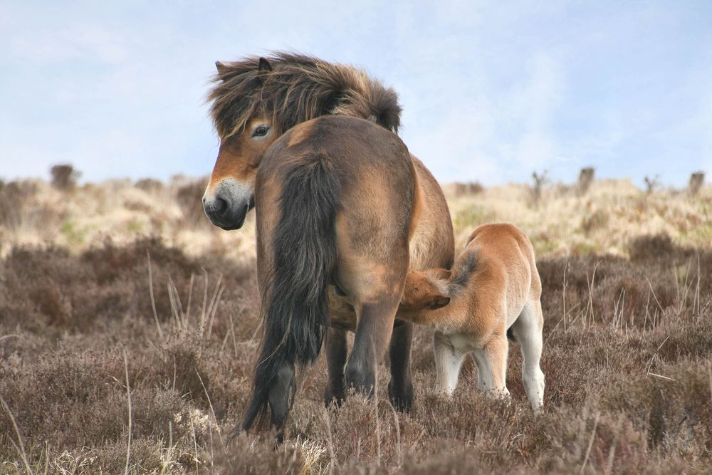 Exmoor Stute mit Fohlen