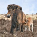 Exmoor Stute mit Fohlen