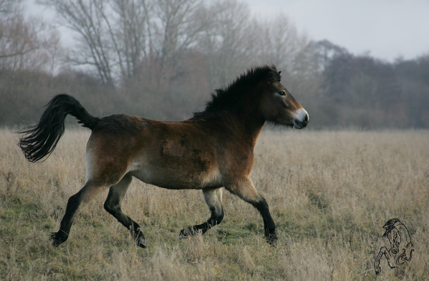 Exmoorpony