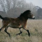 Exmoorpony