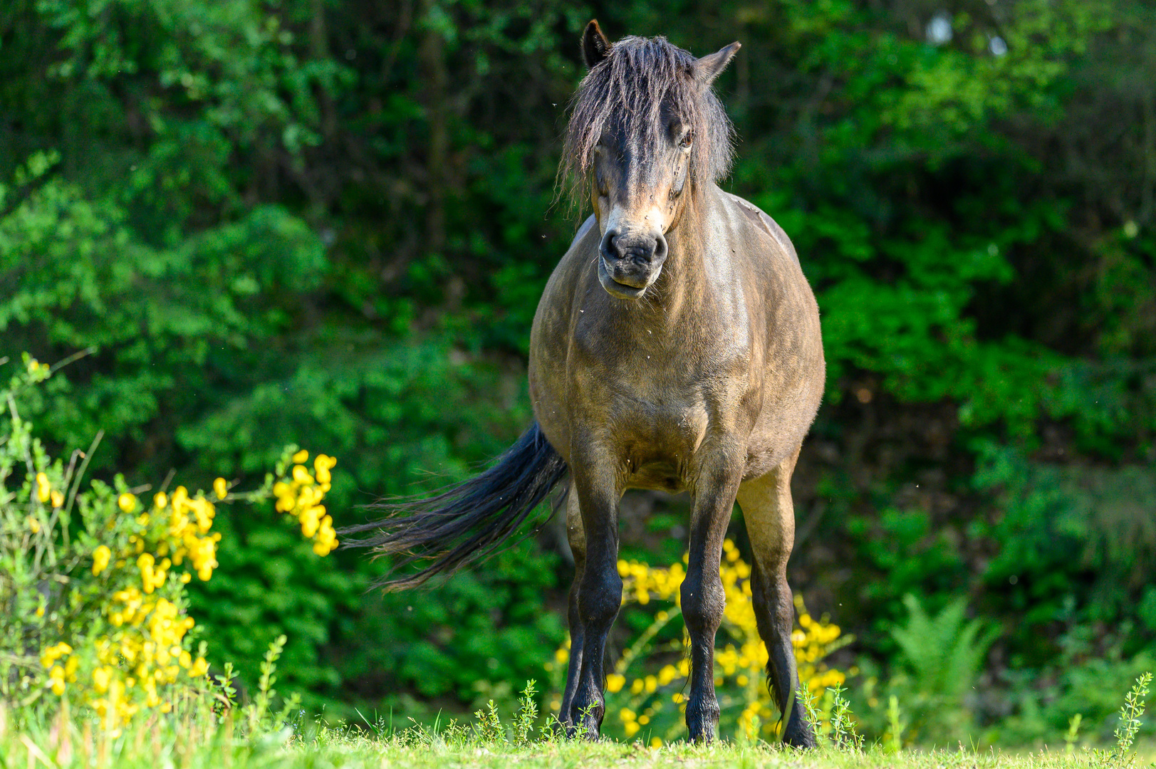 Exmoorpony