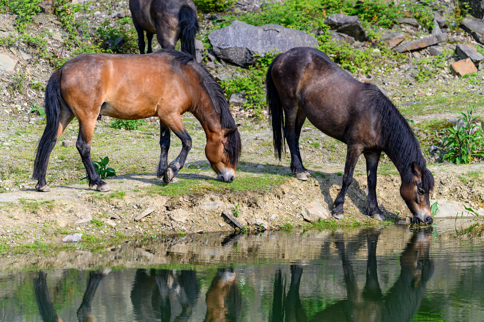 Exmoorponys am Wasser