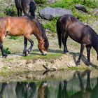 Exmoorponys am Wasser