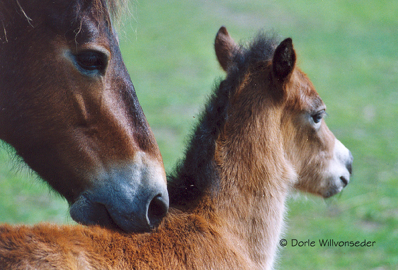 Exmoorponys