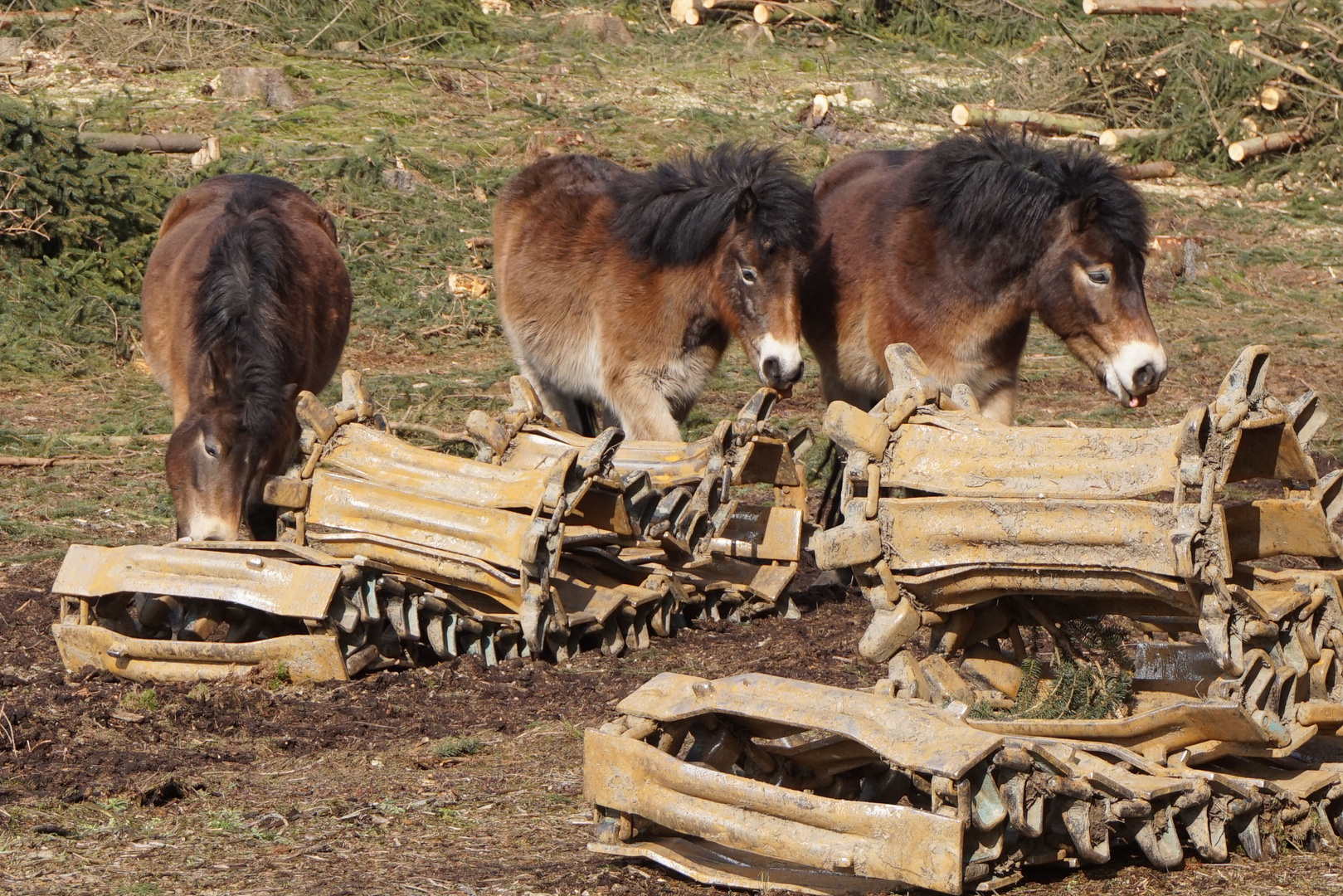 Exmoorponys in der Wistringhauser Senne