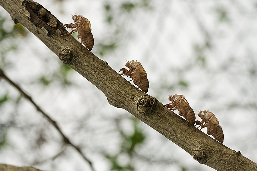 Exoesqueletos de cigarras