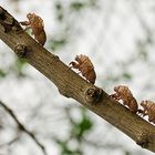 Exoesqueletos de cigarras