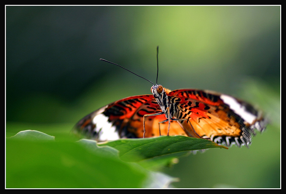 Exot ... Foto &amp; Bild | tiere, zoo, wildpark &amp; falknerei, insekten ...