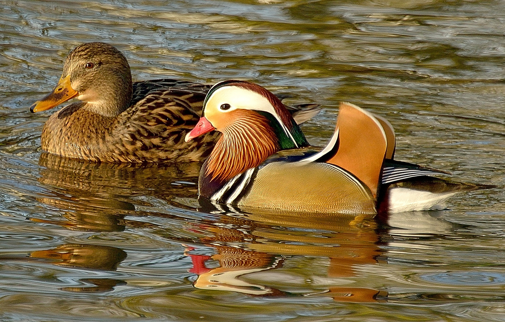 Exot bei den Stockenten und Nilgänsen