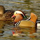 Exot bei den Stockenten und Nilgänsen