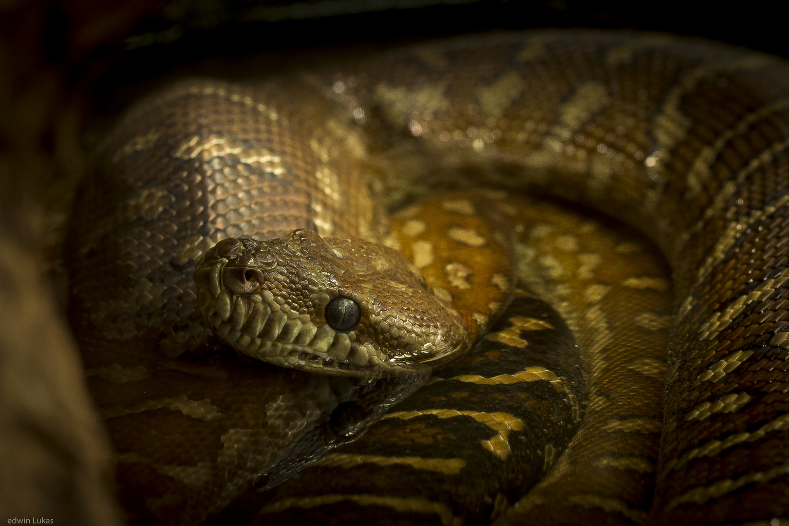 Exotarium Frankfurt