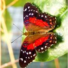 Exote im Augsburger Botanischen Garten