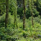 Exoten auf der Waldlichtung