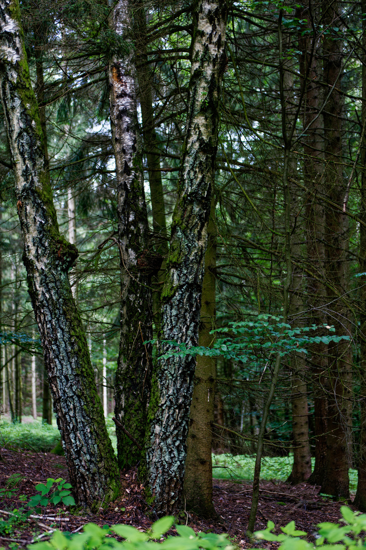 Exoten im Fichtenwald