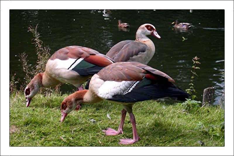 Exoten im Schlosspark Laubach.