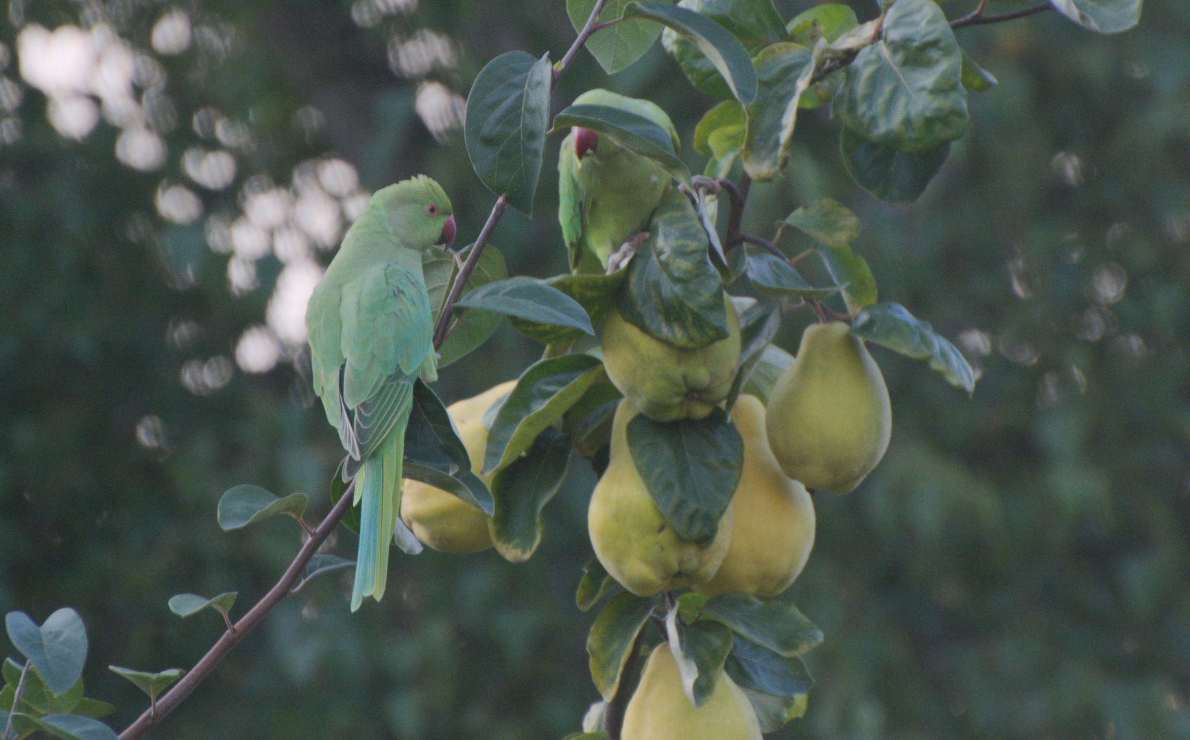 Exoten wild im Garten