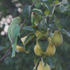 Exoten wild im Garten