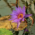 Exotic Beauty (1) : Egyptian Water Lily
