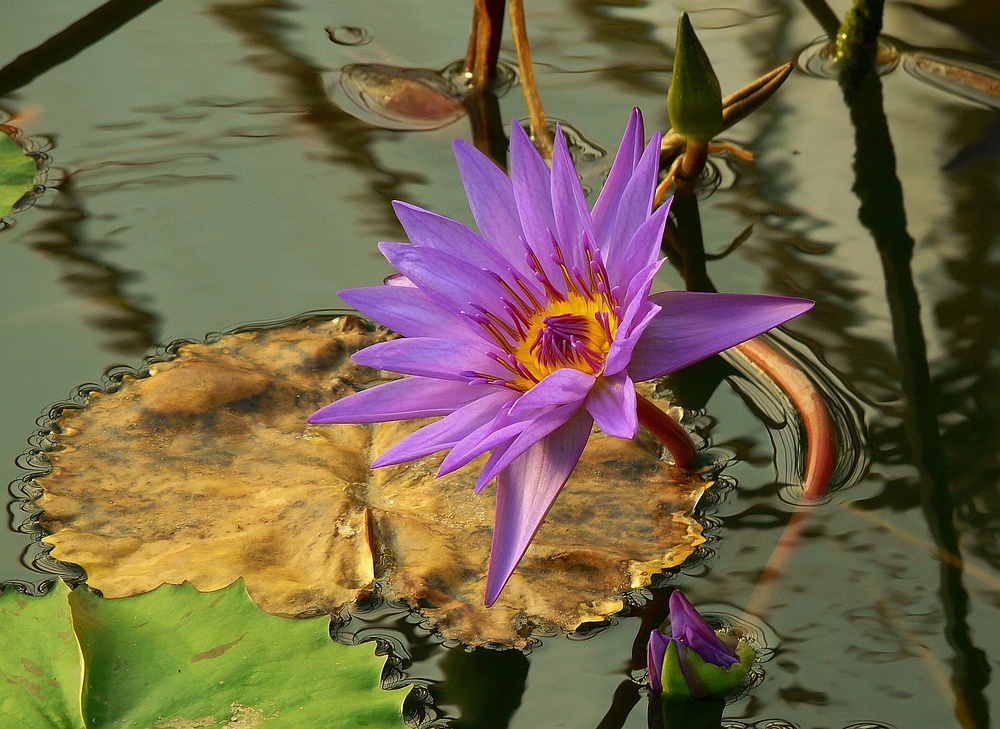 Exotic Beauty (1) : Egyptian Water Lily