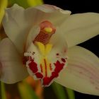 Exotic Beauty (10) : Orchid