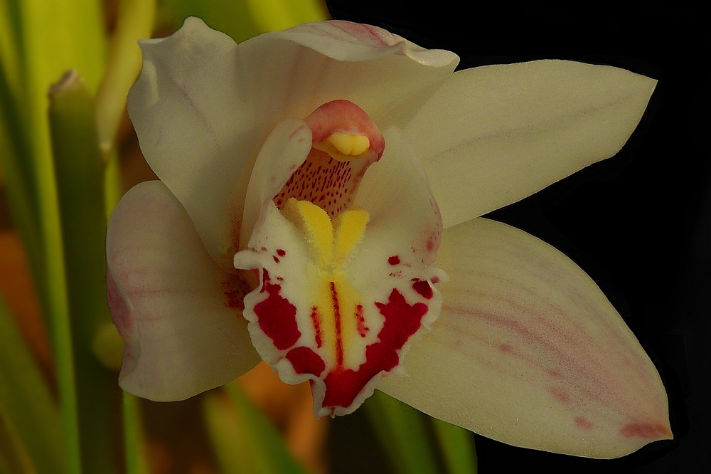 Exotic Beauty (10) : Orchid