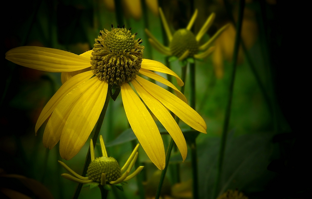 Exotic Beauty (100) : Green-headed coneflower