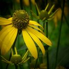 Exotic Beauty (100) : Green-headed coneflower