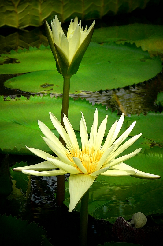 Exotic Beauty (101) : Egyptian White Waterlilly