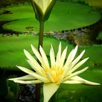 Exotic Beauty (101) : Egyptian White Waterlilly