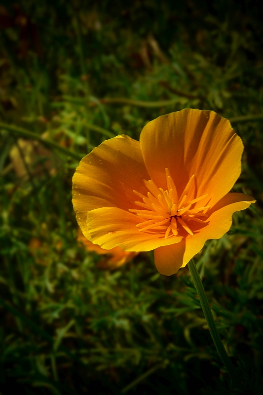 Exotic Beauty (103) : California Poppy