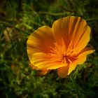 Exotic Beauty (103) : California Poppy