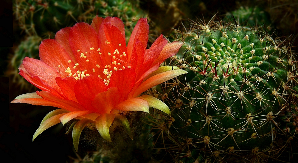 Exotic Beauty (104) : Lobivia arachnacantha