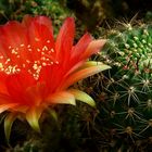 Exotic Beauty (104) : Lobivia arachnacantha