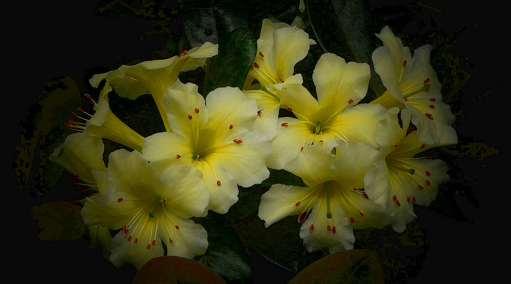 Exotic Beauty (105) : Rhododendron lemon spice x gardenia