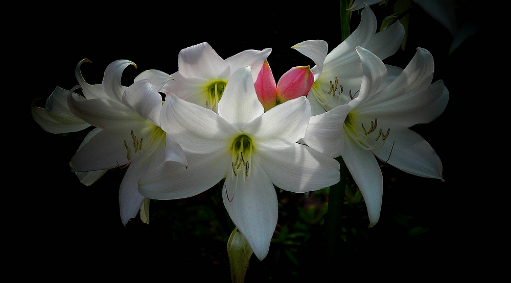 Exotic Beauty (106) : White Powell Lily