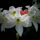 Exotic Beauty (106) : White Powell Lily