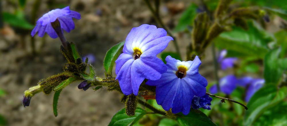 Exotic Beauty (107) : Jamaican forget-me-not