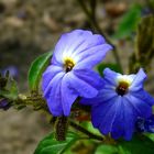 Exotic Beauty (107) : Jamaican forget-me-not