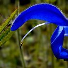 Exotic Beauty (109) : Gentian Sage