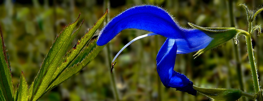 Exotic Beauty (109) : Gentian Sage