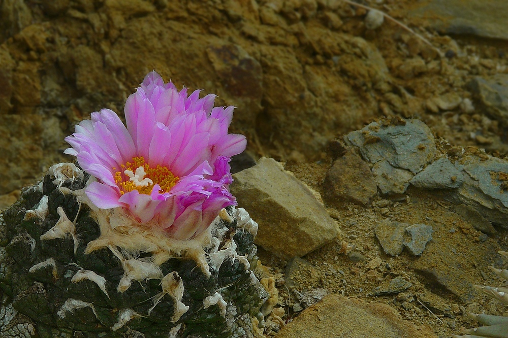 Exotic Beauty (11) : Living Rock