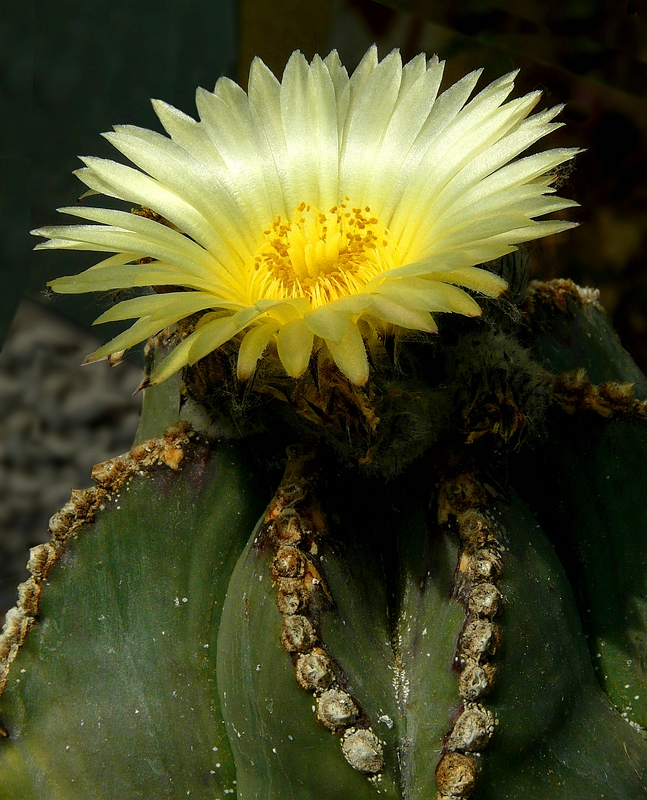 Exotic Beauty (110) : Bishop's Cap Cactus     